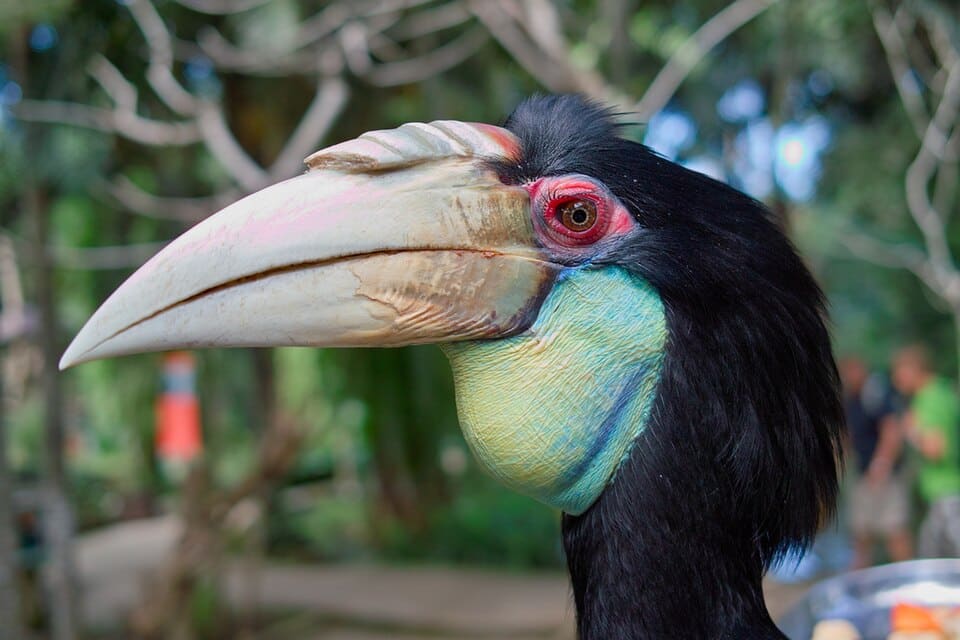 Bali Zoo