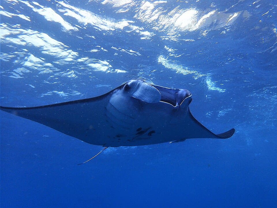 Diving day trip, Manta Point