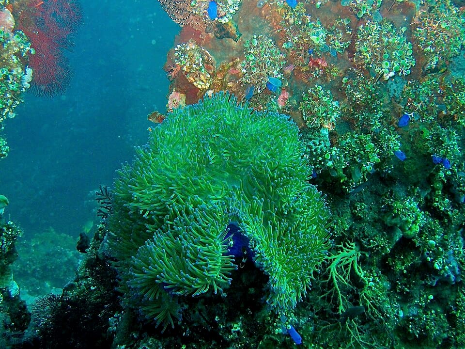 Intro dive at the Liberty wreck