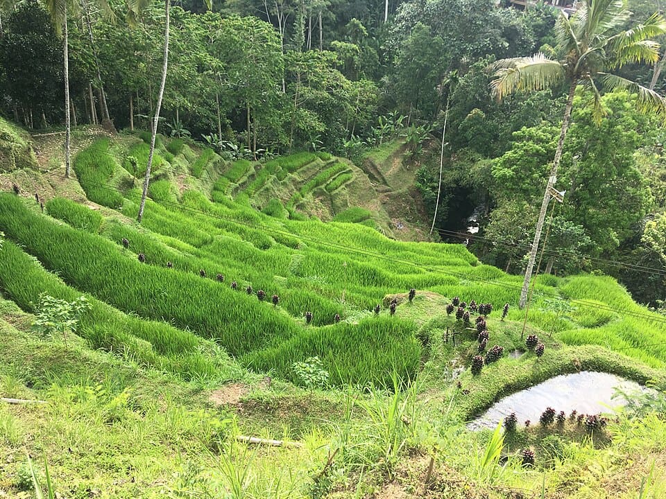 Tegallalang Rice Terraces